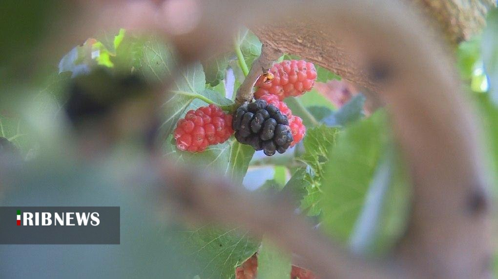 شاتوت نوبرانه این روزهای زنجان