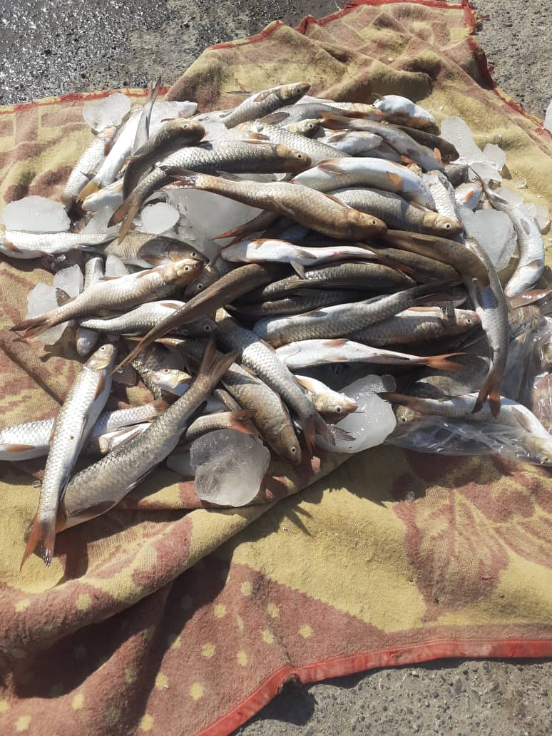 دستگیری سه شکارچی متخلف در پارک ملی کرخه دستگیری سه شکارچی متخلف در پارک ملی کرخه