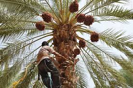 برداشت خرما از نخلستانهای شهرستان پارسان برداشت خرما از نخلستانهای شهرستان پارسان