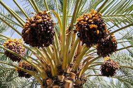 برداشت خرما از نخلستانهای شهرستان پارسیان برداشت خرما از نخلستانهای شهرستان پارسیان