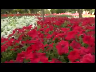 باغ گلها در همدان شهر اطلسی ها