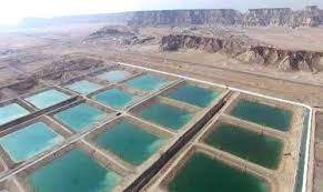 طلای شوره زار