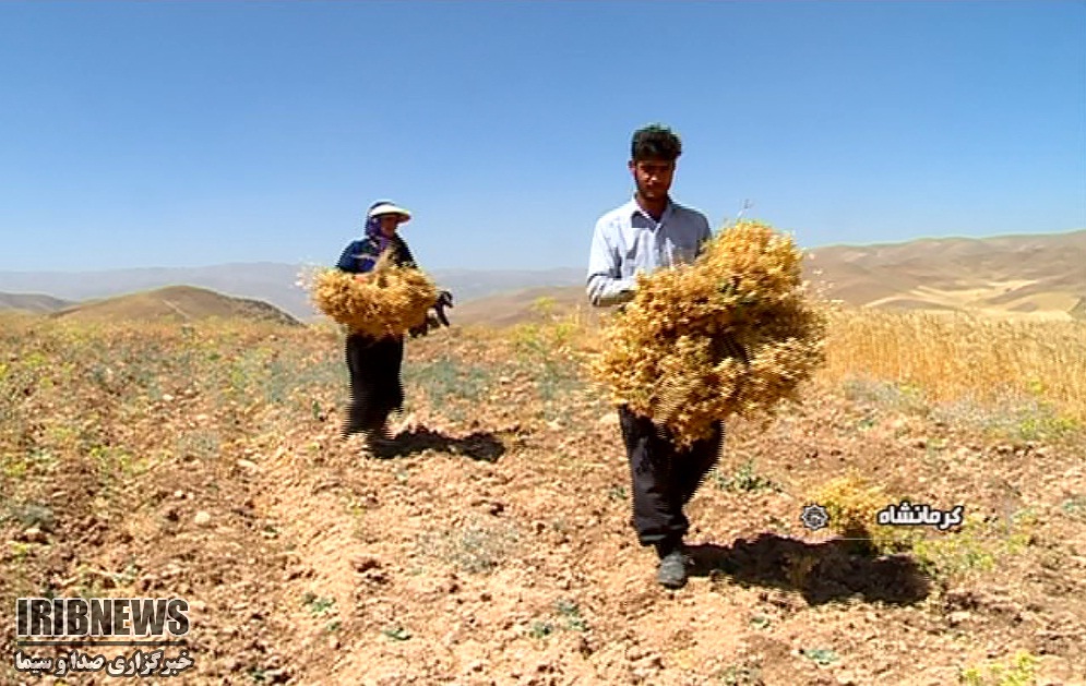 ثروتی در انبار... ثروتی در انبار...