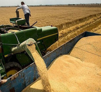 خرید ۲۶۲ هزار تن گندم از کشاورزان ایلامی خرید ۲۶۲ هزار تن گندم از کشاورزان ایلامی