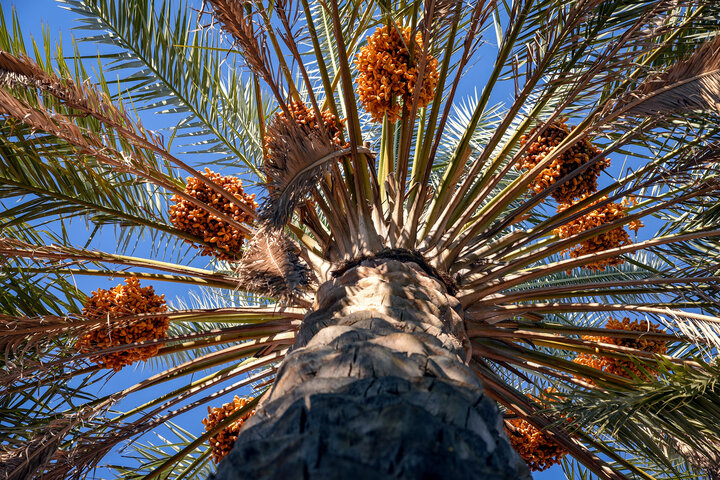 برداشت نوبرانه خارک و رطب در گراش برداشت نوبرانه خارک و رطب در گراش