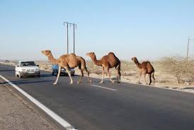 گزارش مکتوب ....... صحرانورد مغفول مانده در استان بوشهر