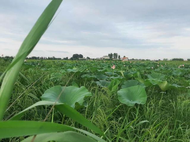 همنشینی نیلوفر آبی و خوشههای برنج در آمل