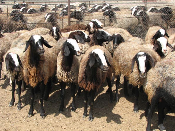 عرضه بیشتر از تقاضا در بازار دام