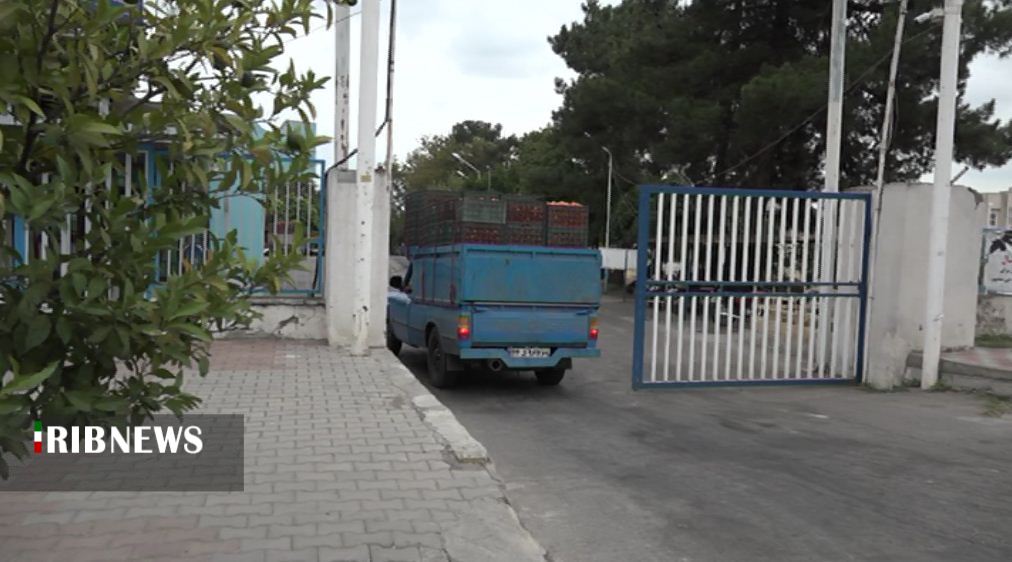 چوبِ حَراج؛ این بار بر دست رَنجِ گوجه کاران چوبِ حَراج؛ این بار بر دست رَنجِ گوجه کاران