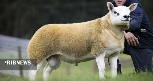 اقتصاد به روایت تصاویر در ۱۰ شهریور ۹۹