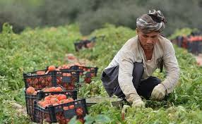 پرداخت طلب گوجه کاران شوشتری پرداخت طلب گوجه کاران شوشتری