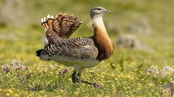 خرید 20 هکتار اراضی زراعی بوکان برای حفاظت از میش‌ مرغ