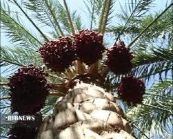 برداشت رطب، اما و اگرهای آن برداشت رطب، اما و اگرهای آن