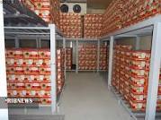 برداشت رطب، اما و اگرهای آن برداشت رطب، اما و اگرهای آن