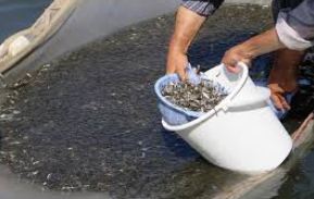 رهاسازی بیش از ۲۲ میلیون قطعه بچه ماهی در آبهای خوزستان رهاسازی بیش از ۲۲ میلیون قطعه بچه ماهی در آبهای خوزستان