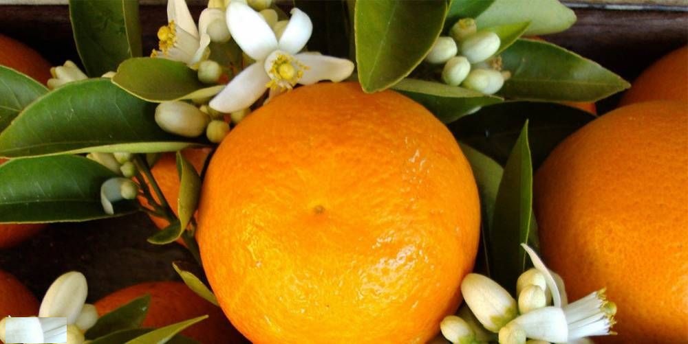 بهترین دمنوش برای آرامش اعصاب بهترین دمنوش برای آرامش اعصاب