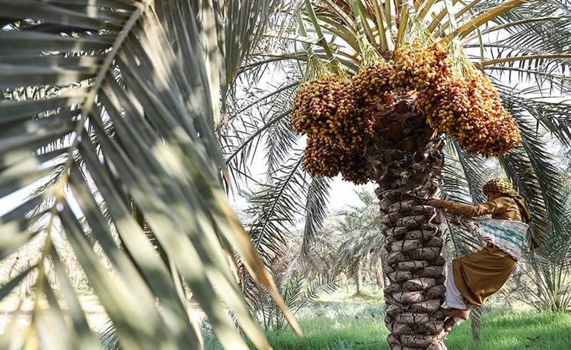 برداشت خرمای درجه یک از نخلستانهای خوزستان برداشت خرمای درجه یک از نخلستانهای خوزستان