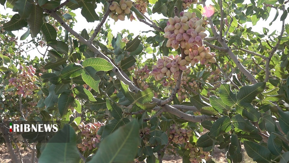 آغاز برداشت پسته در خراسان جنوبی