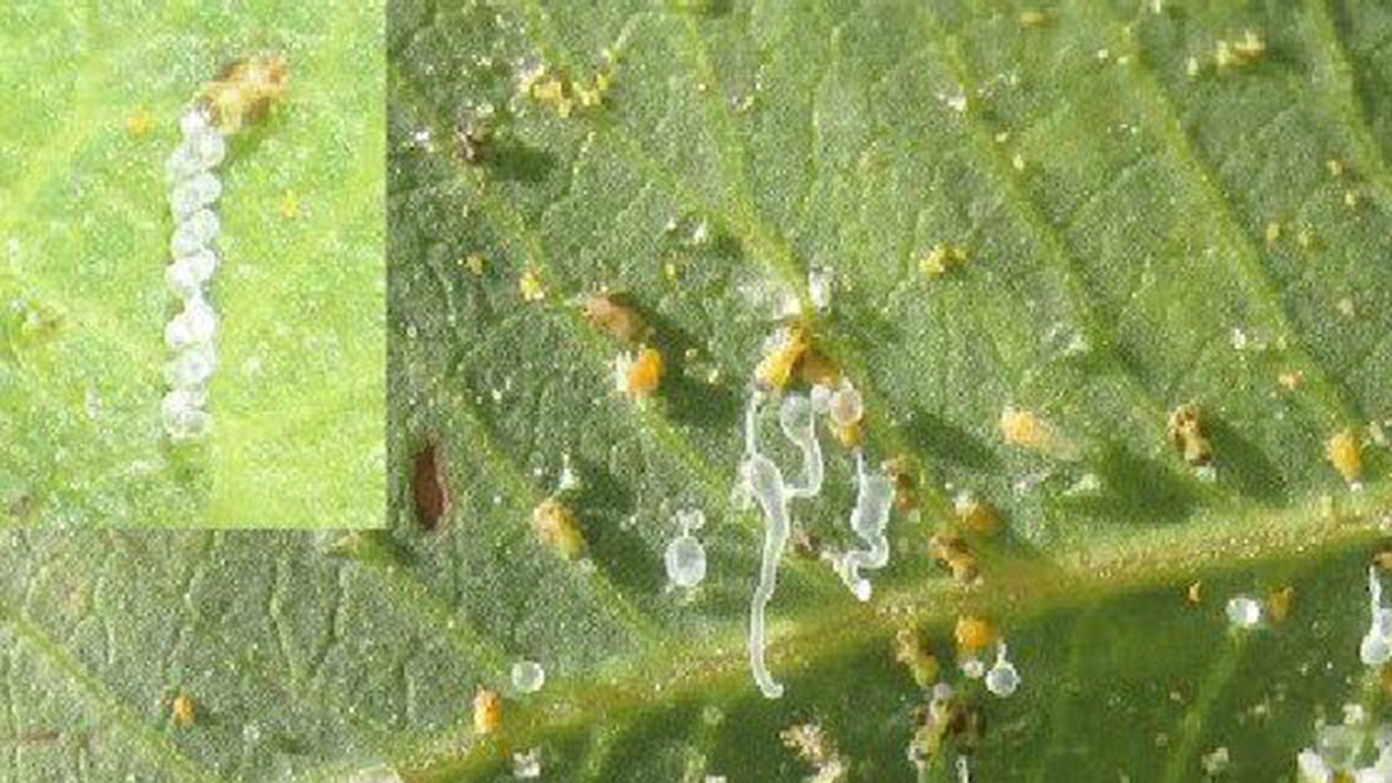 آفت پسیل تهدیدی برای باغهای پسته آفت پسیل تهدیدی برای باغهای پسته