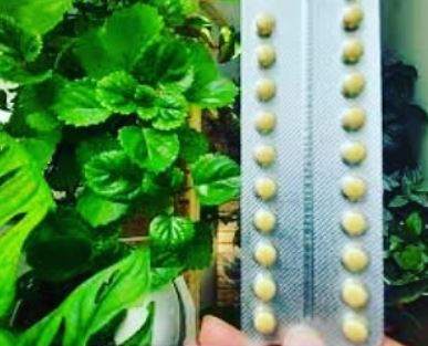 نکاتی کاربردی برای نگهداری از گل و گیاه