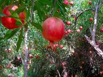 انار نوبرانه خفر در راه بازار انار نوبرانه خفر در راه بازار