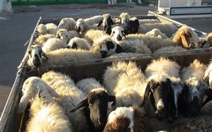 جلوگیری از خروج غیرقانونی دام سبک به عراق