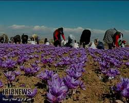 افزایش ۵۰ هکتاری سطح زیر کشت زعفران در فاروج افزایش ۵۰ هکتاری سطح زیر کشت زعفران در فاروج