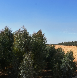 اجرای طرح زراعت چوب در خوزستان اجرای طرح زراعت چوب در خوزستان