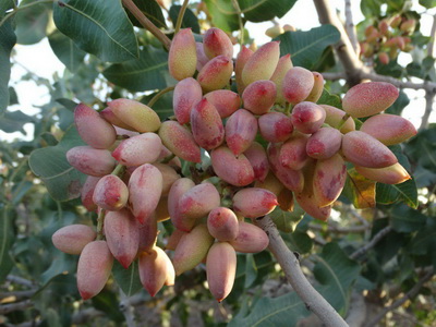 آغاز برداشت پسته در شهرستان سبزوار آغاز برداشت پسته در شهرستان سبزوار