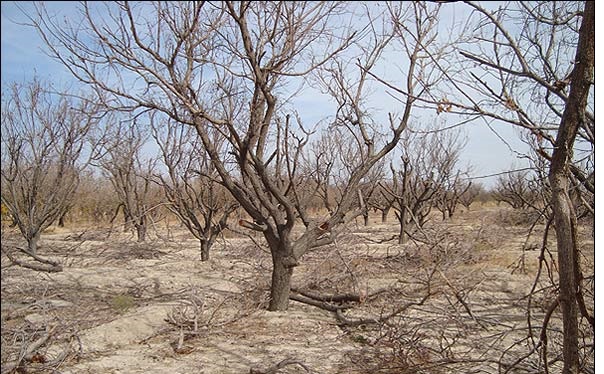 ساز ناکوک در باغ های ابرکوه