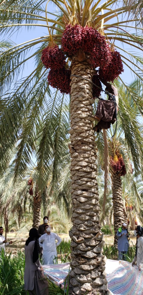 آغاز برداشت خرما در سیب و سوران آغاز برداشت خرما در سیب و سوران