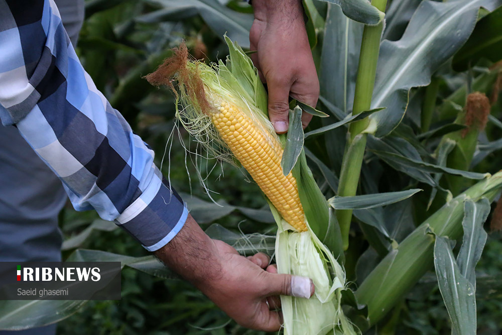 اقتصاد به روایت تصاویر ۲۴ شهریور ۹۹ اقتصاد به روایت تصاویر ۲۴ شهریور ۹۹