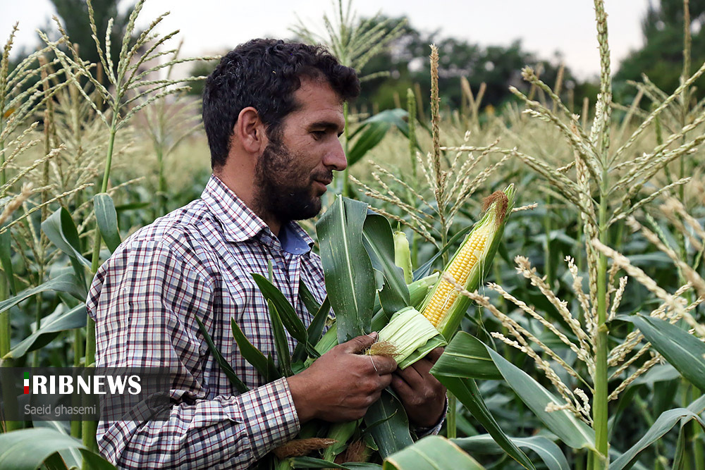 اقتصاد به روایت تصاویر ۲۴ شهریور ۹۹