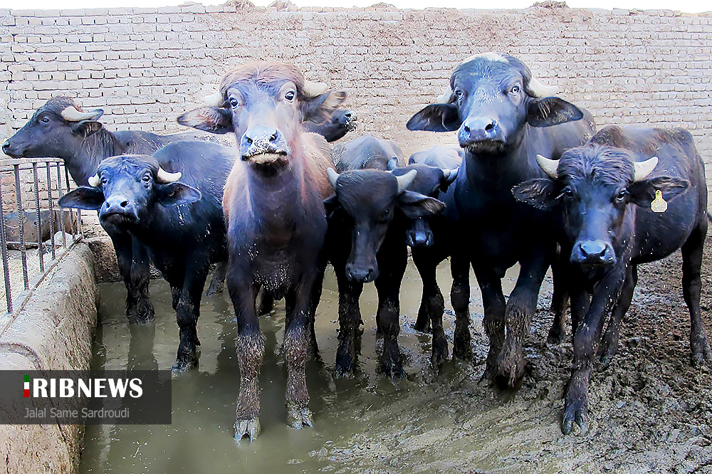 اقتصاد به روایت تصاویر ۲۴ شهریور ۹۹