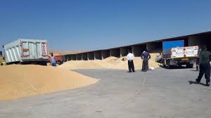 خرید بیش از 26 هزار تن گندم از گندم کاران شهرستان مهاباد