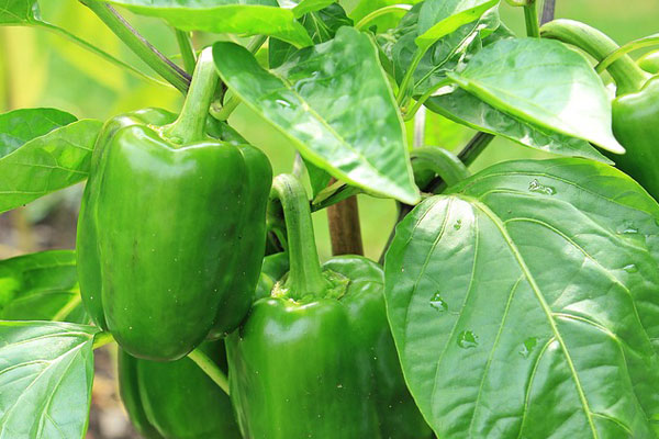 افتتاح گلخانه تولید فلفل دلمه در بخش مزایجان