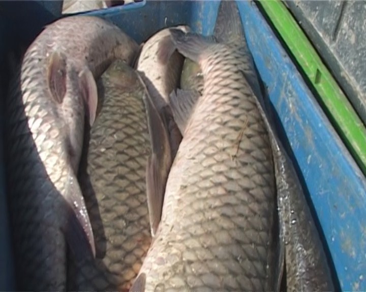 صادرات 25 تن ماهی گرمابی پرورشی به کردستان عراق