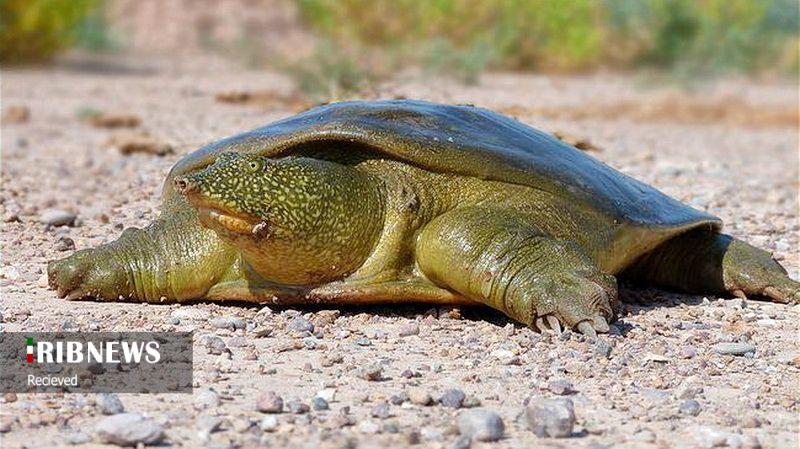 پناهگاهی که محل تهدید جان موجودات بی پناه شده 