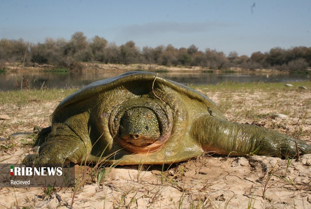 پناهگاهی که محل تهدید جان موجودات بی پناه شده 