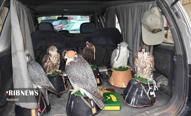 پناهگاهی که محل تهدید جان موجودات بی پناه شده 