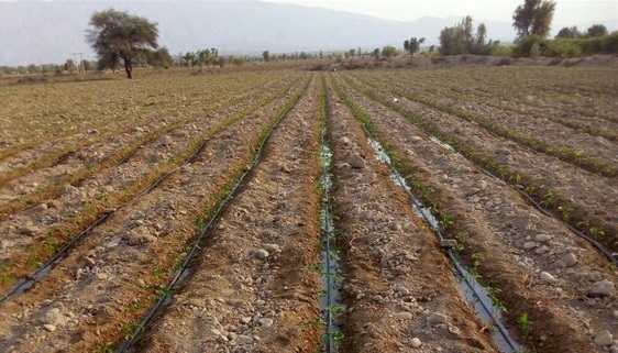 کشت، دلهره و امید کشت، دلهره و امید