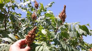 برداشت ۳۵۰ تن سماق در گناباد پایتخت سماق کشور برداشت ۳۵۰ تن سماق در گناباد پایتخت سماق کشور