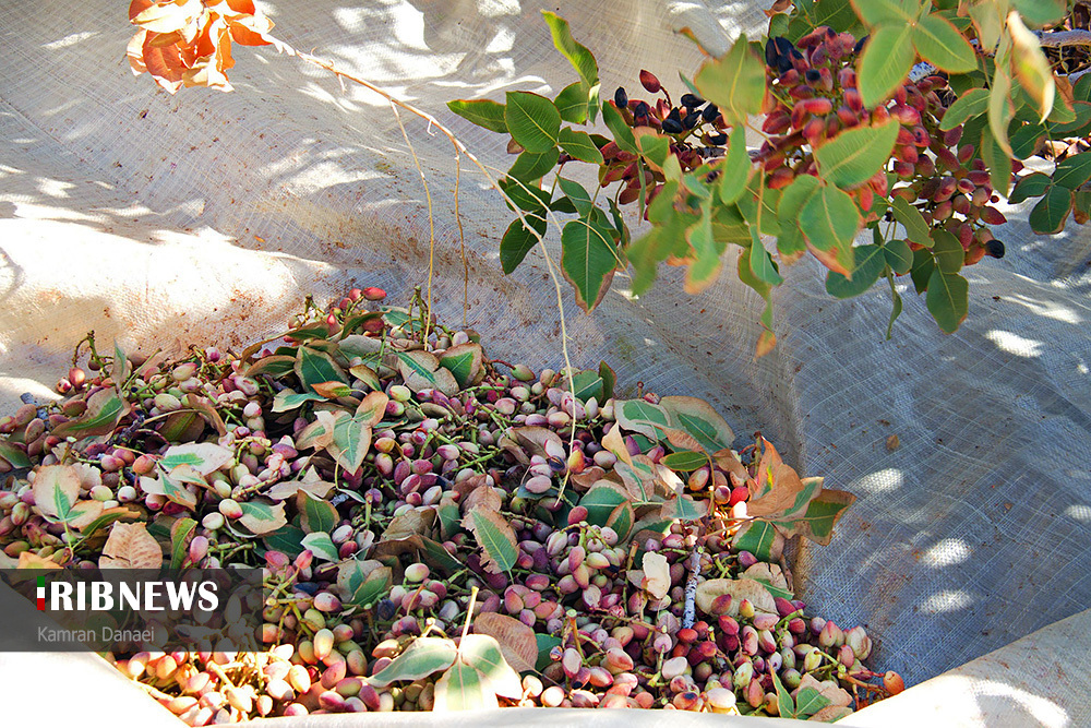 اقتصاد به روایت تصاویر ۱۲ مهر ۹۹