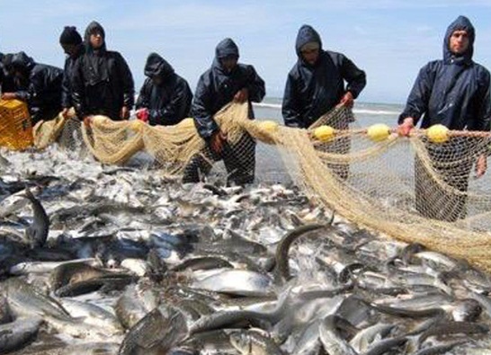 آغاز فصل صید ماهی از فردا آغاز فصل صید ماهی از فردا