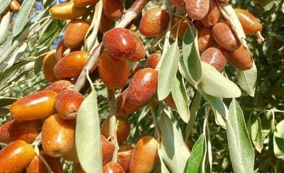 آذربایجان شرقی، پیشرو در تولید سنجد در کشور آذربایجان شرقی، پیشرو در تولید سنجد در کشور