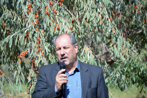 آذربایجان شرقی، پیشرو در تولید سنجد در کشور آذربایجان شرقی، پیشرو در تولید سنجد در کشور