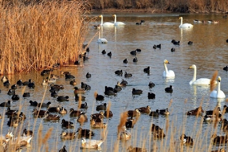 بهشت پرندگان مهاباد میزبان ۹ هزار قطعه پرنده مهاجر