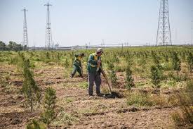جنگل کاری ۶۸ هزار هکتاری با بذر و نهال در کشور