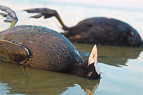 دستگیر شکارچیان پرنده چنگر دستگیر شکارچیان پرنده چنگر