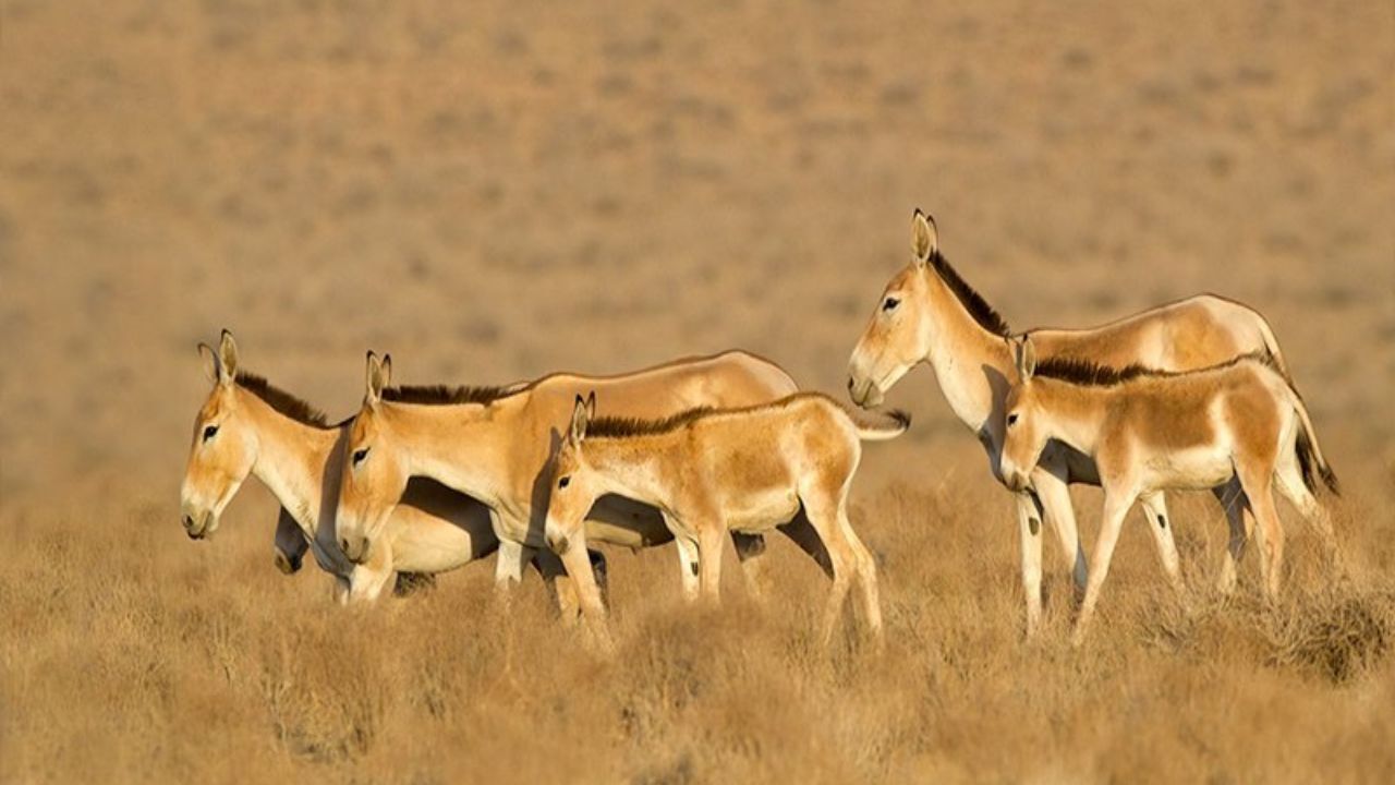 افتتاح مرکز تحقیقات تکثیر گورخر ایرانی در پارک ملی کویر گرمسار